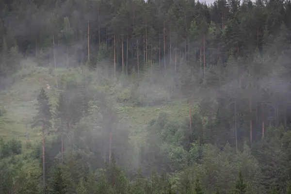 Green conifer forest in Norwegian mountains in white fog.