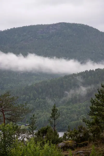 stock image Landscape with green trees in Norwegian mountains in fjords on a foggy day.