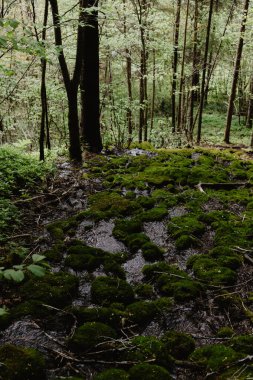 Yeşil ağaçların ve yeşil yosunların olduğu orman manzarası yazın gün batımında ağaçların arasında parlıyor..