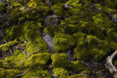 Yazın orman manzarasında kalın yeşil yosunların yetiştiği taşlar olur. Ölü bir ağaç gövdesi devrilmiş..