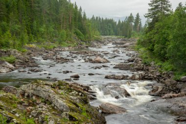 Suyun beyaz köpük oluşturduğu akıntılı Norveç kayalık dağ nehri ile güzel bir manzara. Nehirde şelale var. Nehir kıyısında yeşil kozalaklı ağaçlar. Yağmurlu ve ıslak yaz günü.