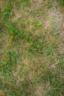 Yeşil çimen arka planı. tepeden görünüm.