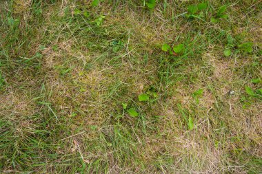 Yeşil çimen arka planı. tepeden görünüm.