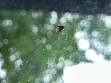 Sıcak bir yaz gününde, yeşil bir arka planı bulanık, sarmalanmış örümcek ağıyla Avrupa bahçesindeki araneus diadematus 'a yaklaş..