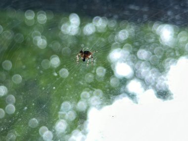 Sıcak bir yaz gününde, yeşil bir arka planı bulanık, sarmalanmış örümcek ağıyla Avrupa bahçesindeki araneus diadematus 'a yaklaş..