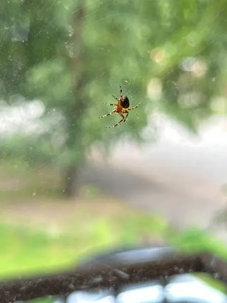 stock image close up of a european garden spider araneus diadematus in a coiled cobweb with a green blurred background on a warm summer day.