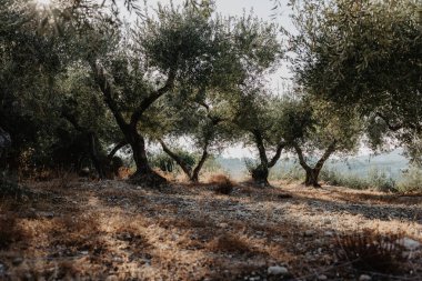 Yunanistan 'da güneşli bir günde ağaçlar ve yeşil yapraklarla güzel doğa manzarası.