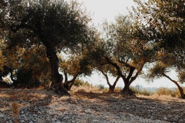 Yunanistan 'da güneşli bir günde ağaçlar ve yeşil yapraklarla güzel doğa manzarası.