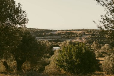 Yunanistan 'da güneşli bir günde ağaçlar ve yeşil yapraklarla güzel doğa manzarası.