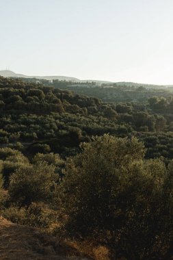 Günbatımında yeşil ağaçlarla Yunanistan 'ın güzel manzarası. Güzel bir turistik yer..