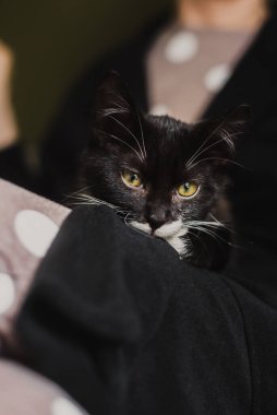 black kitten with yellow eyes and white whiskers sleeps tiredly on a woman's lap on the sofa. clipart