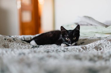 Beyaz boyunlu siyah kedi yavrusu beyaz bir battaniyenin üzerinde yatıp doğrudan kameraya bakıyor..