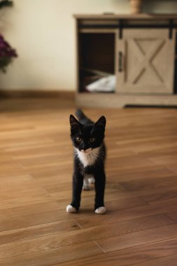 Beyaz patileri, boynu ve göbeği olan siyah kedi yavrusu ahşap bir masanın yanındaki parke zeminde kameraya bakar..