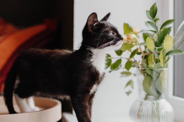Beyaz boyunlu ve göbekli siyah kedi yavrusu, içinde bir vazo dolusu gül bulunan pencere pervazının yanında durur..