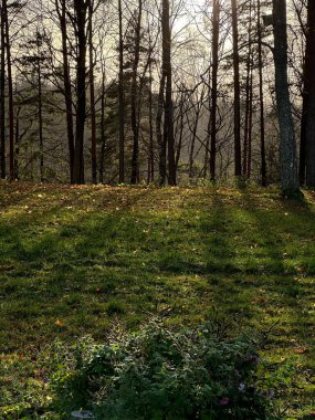 Günbatımı ışığıyla birlikte sarı ve turuncu sonbahar yapraklarıyla yeşil çimlerin arasında parlayan güzel bir manzara..