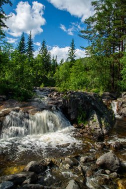 Norveç dağ nehri, hızlı akan temiz ve köpüklü su ve yeşil kozalaklı ağaçlarla çevrili kayalarda beyaz köpük oluşturan bir şelale. Güneşli yaz günü.