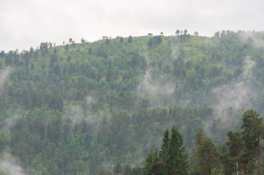 Norveç fiyortlarının dağları. Beyaz sisle kaplı yeşil ağaçlar..