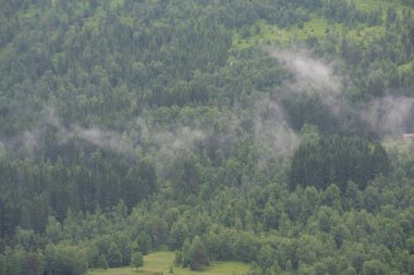 Beautiful Scandinavian Norwegian mountain landscape with green trees covered in fog. clipart