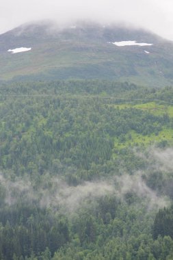 Beautiful Scandinavian Norwegian mountain landscape with green trees covered in fog. clipart