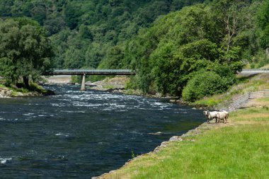Dağ keçileri, kuzular yeşil çimlerde otluyor Norveç 'in dağ nehrinin yanında hızlı bir akıntıyla ve sıcak bir yaz gününde el sallıyor..