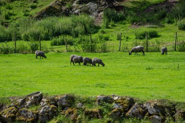 Norveç dağ koyunları taşla güçlendirilmiş bir nehir kıyısının yanında yeşil çimlerde otlar..