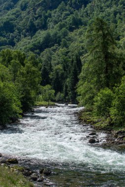 Norwegian mountain river with a rapid stream, waterfalls and white waves flows from a fjord through green trees. clipart