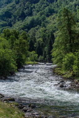 Norveç dağ nehri hızlı bir akarsu ile, şelaleler ve beyaz dalgalar fiyorttan yeşil ağaçların arasından akar..