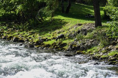 Boyunlarında çan olan dağ koyunları, mavi iplere asılı, taşlarla güçlendirilmiş bir nehir kıyısının yanındaki yeşil çimlerde otluyorlar..