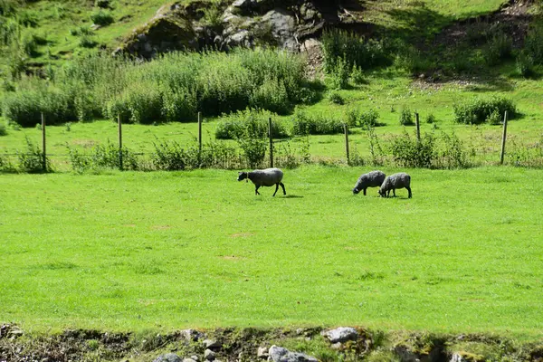 Boyunlarında çan olan dağ koyunları, mavi iplere asılı, taşlarla güçlendirilmiş bir nehir kıyısının yanındaki yeşil çimlerde otluyorlar..