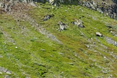 Norveç 'teki kayalık dağ yamacında dağ koyunları yeşil çimlerde otlar..