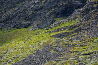 Norveç 'teki kayalık dağ yamacında dağ koyunları yeşil çimlerde otlar..