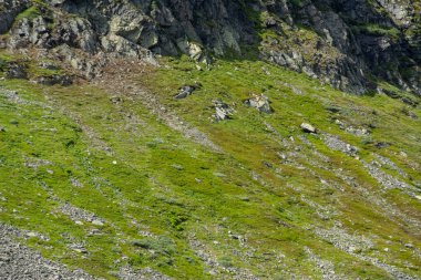Norveç 'teki kayalık dağ yamacında dağ koyunları yeşil çimlerde otlar..