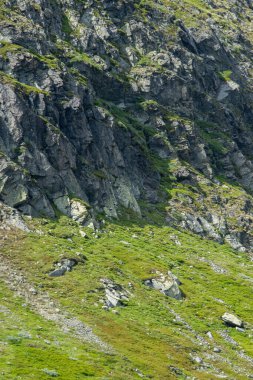 Norveç 'teki kayalık dağ yamacında dağ koyunları yeşil çimlerde otlar..