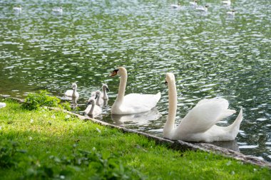 family of white swans with their young children swim through the clear water of a canal near the shore with green grass. clipart