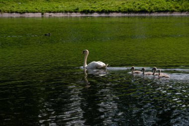 family of white swans with their young children swim through the clear water of a canal near the shore with green grass. clipart