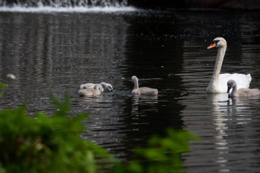 family of white swans with their young children swim through the clear water of a canal with a waterfall near the shore with green grass. clipart