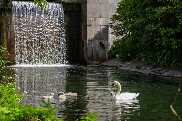 семья белых лебедей со своими маленькими детьми плавают через прозрачную воду канала с водопадом рядом с берегом с зеленой травой.