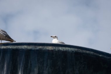 seagull sits on a stilt with clear water flowing under a blue sky on a summer day. clipart