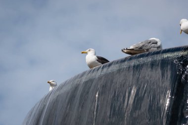 seagull sits on a stilt with clear water flowing under a blue sky on a summer day. clipart