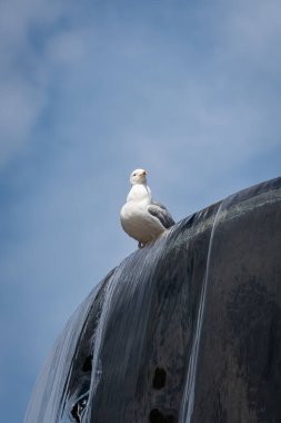 seagull sits on a stilt with clear water flowing under a blue sky on a summer day. clipart