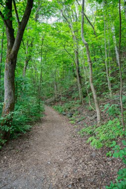 Yosun kaplı ağaç gövdeleri yazın vahşi ormanlarda yapraklarla kaplanır.