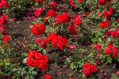 Yaz bahçesinde açan güzel kırmızı güller. Açık havada yetişen gül çiçekleri, doğa, çiçek açan sanat tasarımı arka plan. Yeşil çimlerin üzerinde parlak gül tomurcukları. Doğa, Bahçe, Tasarım.