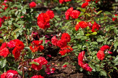 Yaz bahçesinde açan güzel kırmızı güller. Açık havada yetişen gül çiçekleri, doğa, çiçek açan sanat tasarımı arka plan. Yeşil çimlerin üzerinde parlak gül tomurcukları. Doğa, Bahçe, Tasarım.