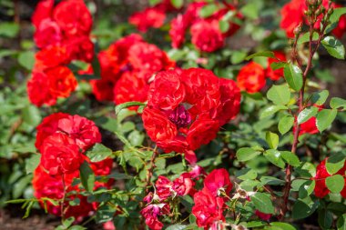 Yaz bahçesinde açan güzel kırmızı güller. Açık havada yetişen gül çiçekleri, doğa, çiçek açan sanat tasarımı arka plan. Yeşil çimlerin üzerinde parlak gül tomurcukları. Doğa, Bahçe, Tasarım.