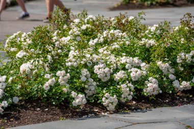 White rose flowers are in bloom under the blue sky. The name of this rose is Iceberg (Schneewittchen). clipart