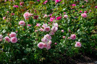 Arka plandaki gül çiçeği gül bahçesindeki pembe güller bulanık. Doğa.