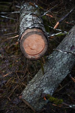 Sonbahar güneşli bir günde eski ormandaki kurumuş ağaç gövdeleri.