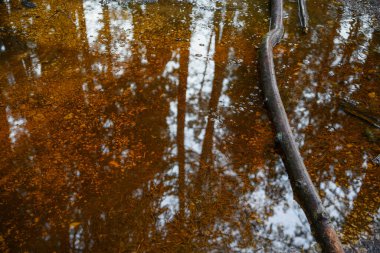 Ormandaki yağmur suyu birikintisi bir sonbahar gününde mavi gökyüzünü yansıtan taşlar ve huş iğneleriyle dolu bir yolda..
