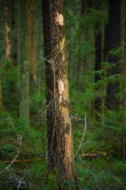 Bir sonbahar günü yeşil bir ormanda ağaç gövdesi ve ölü ağaç kabuğu..
