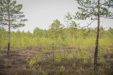 Bataklık sulak arazileri doğal enerji alanı toplamak için kullanılır.